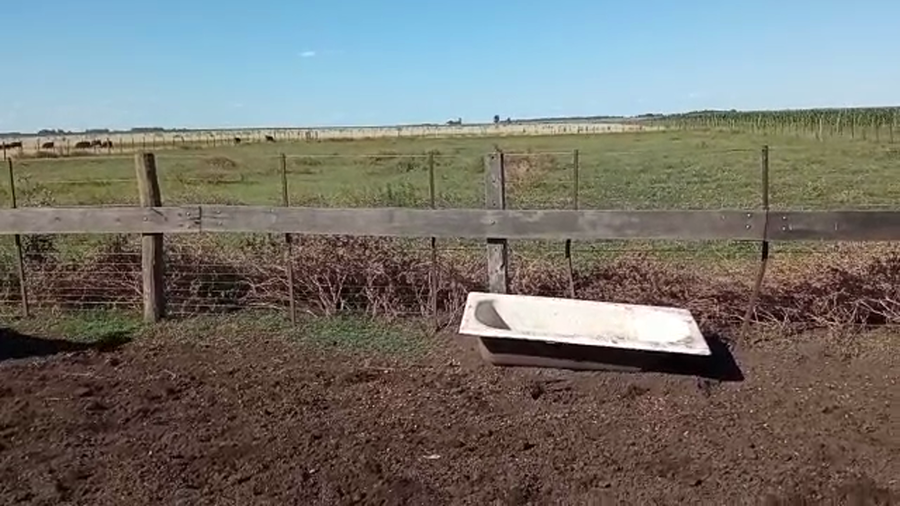 Lote 11 Novillitos y vaquillonas en Buenos Aires, Pehuajó