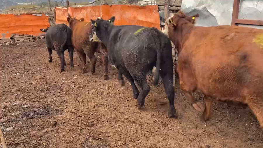 Lote 25 Vaquilla Gorda en Codegua, VI Región O'Higgins