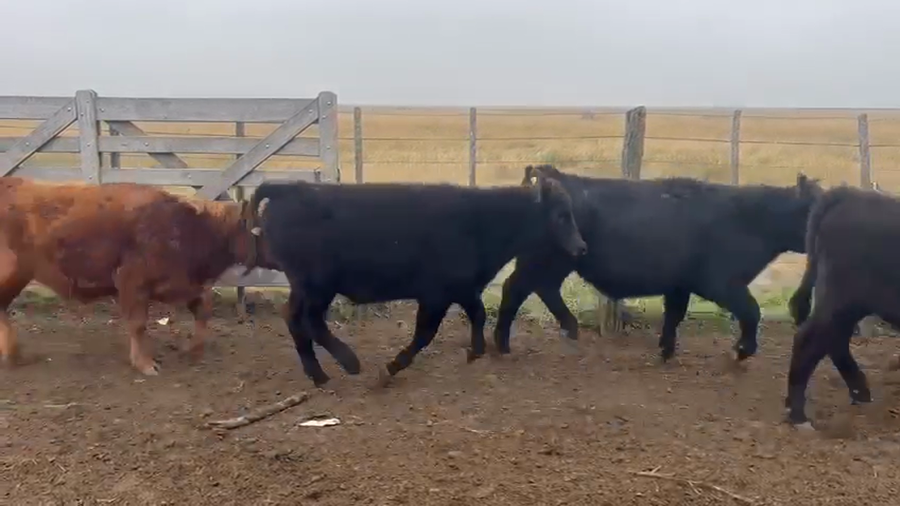 Lote 120 Terneros en Tapalqué, Buenos Aires