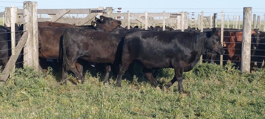 Lote 25 Vaquillonas P/ entorar en Tres Arroyos, Buenos Aires