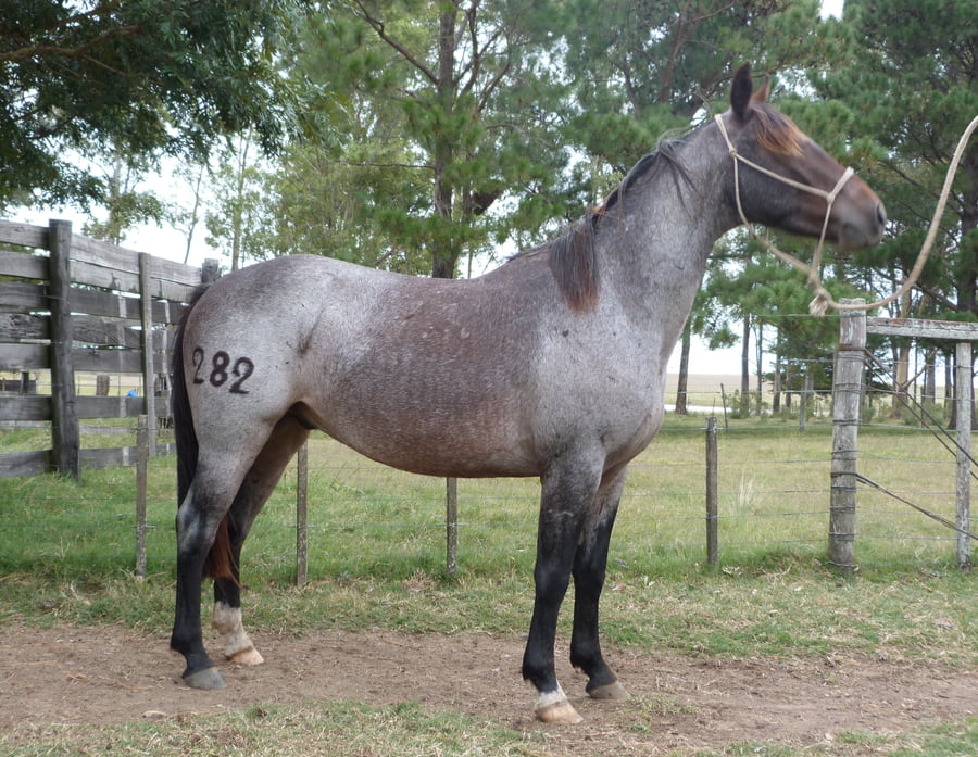 Lote LEGIONARIO ESCONDIDO