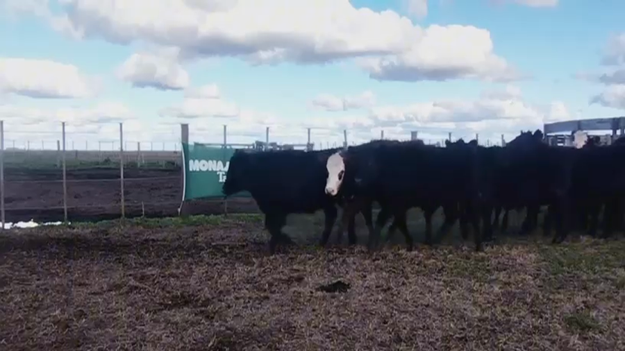 Lote 64 Novillitos en Olavarria