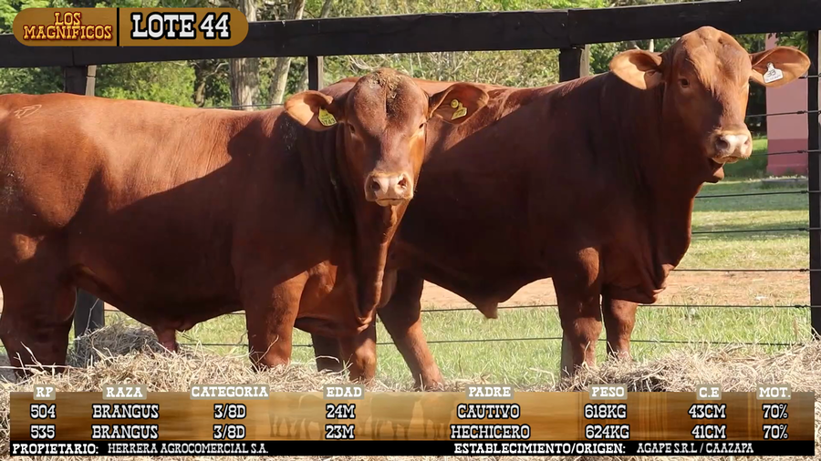 Lote LOTE 44 - VIVO