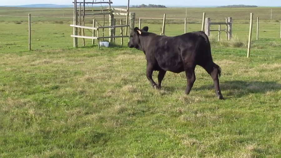 Lote KORAPI MARATON 1777