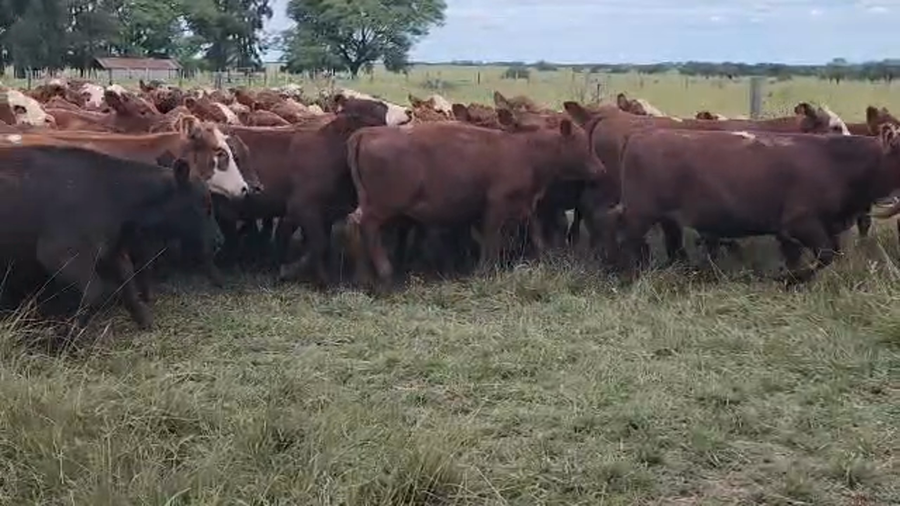 Lote 150 Terneras