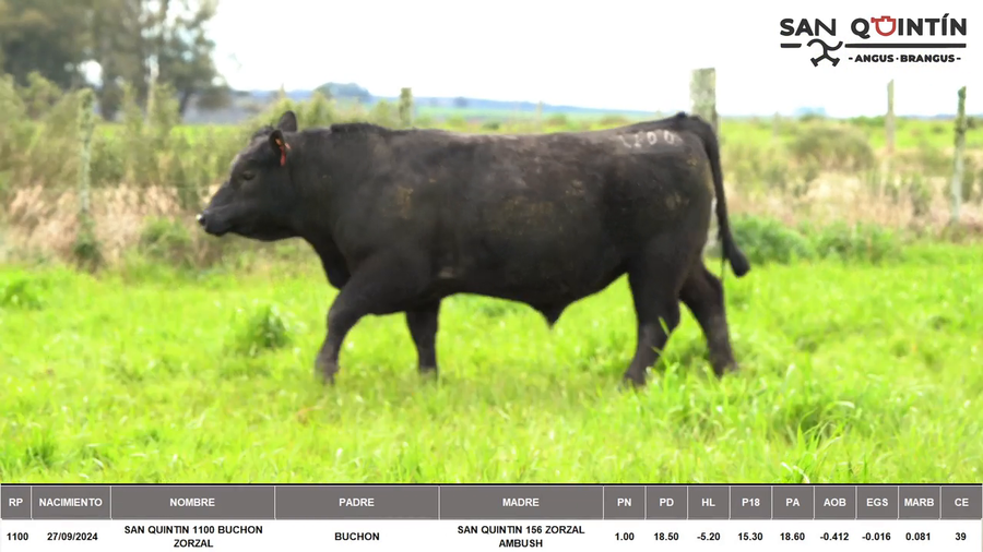 Lote ABERDEEN ANGUS PI