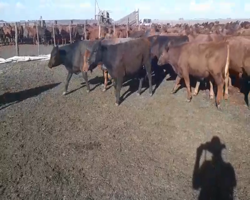 Lote 100 Terneros en arboledas, Buenos Aires