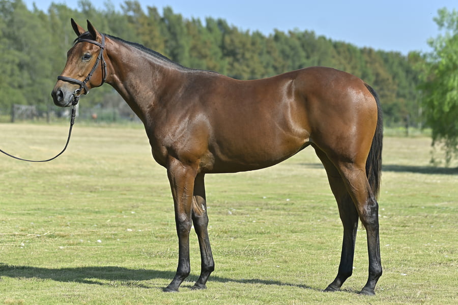 Lote ADI SHAKTI (H) - LUCULLAN x STORMY VALENCIA