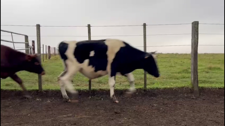 Lote TERNEROS HOLANDO