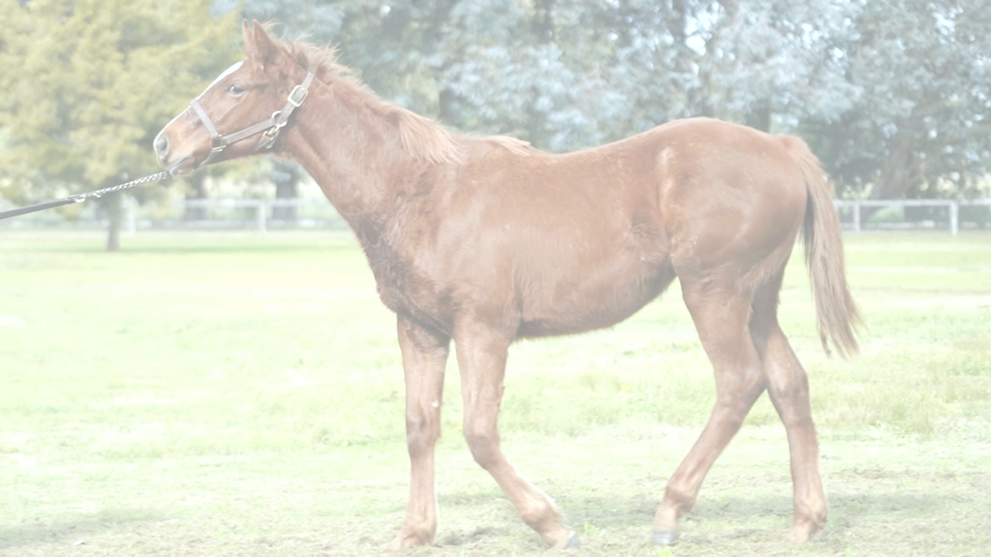 Lote OLEADA IMPERIAL (DADDY LONG LEGS -  GRAN OLEADA)