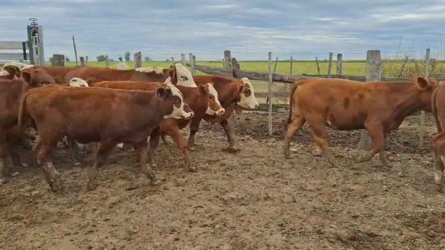 Lote 44 Terneros Cruza en Bigand,  Santa Fe