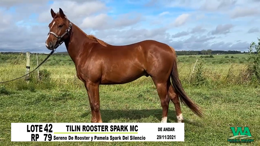 Lote TILIN ROOSTER SPARK MC