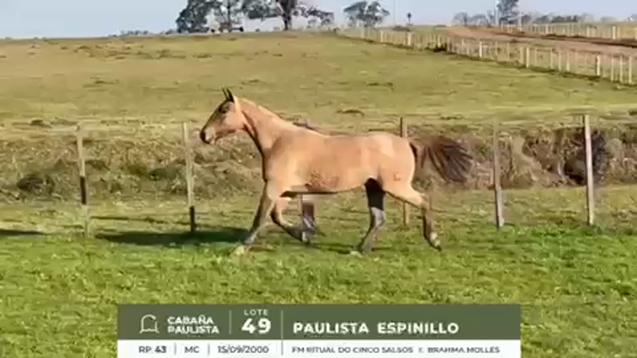 Lote PAULISTA ESPINILLO