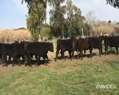 Lote 50 Novillos en Buenos Aires
