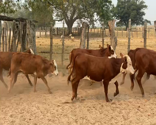 Lote 80 Terneros en Ituzaingó, Corrientes