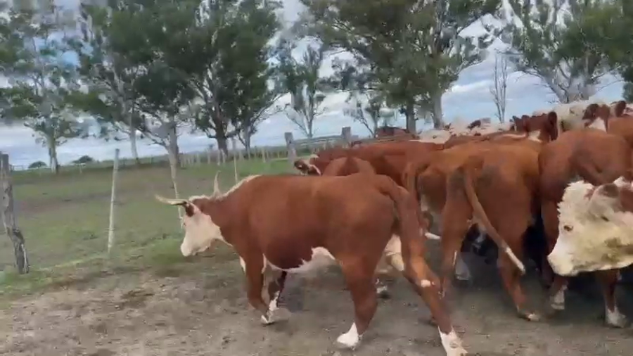 Lote 50 Vacas de invernar en Entre Ríos, Concordia