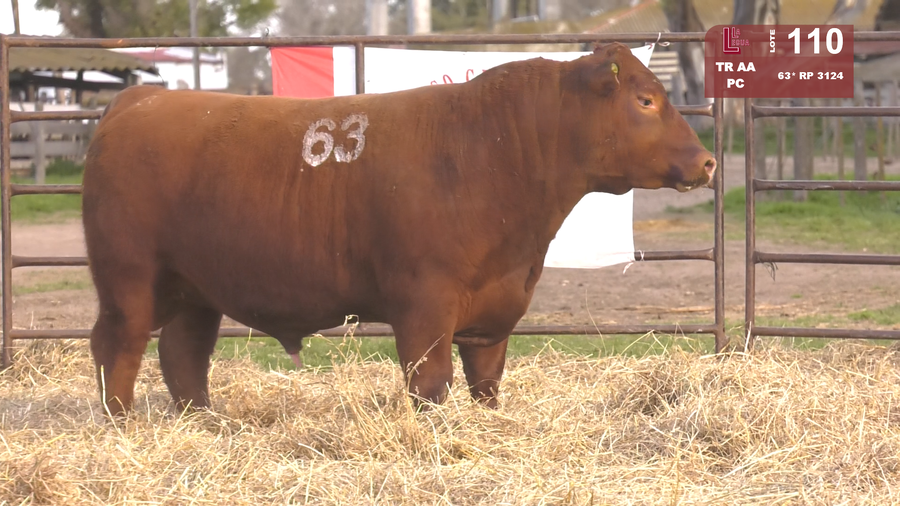 Lote TOROS ANGUS COLORADOS  PC