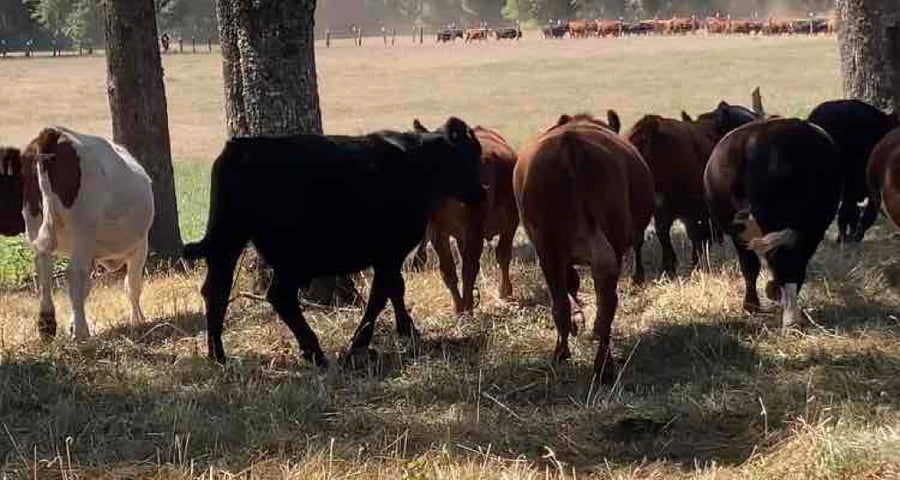 Lote 30 Novillo Engorda en Los Lagos, XIV Región Los Ríos