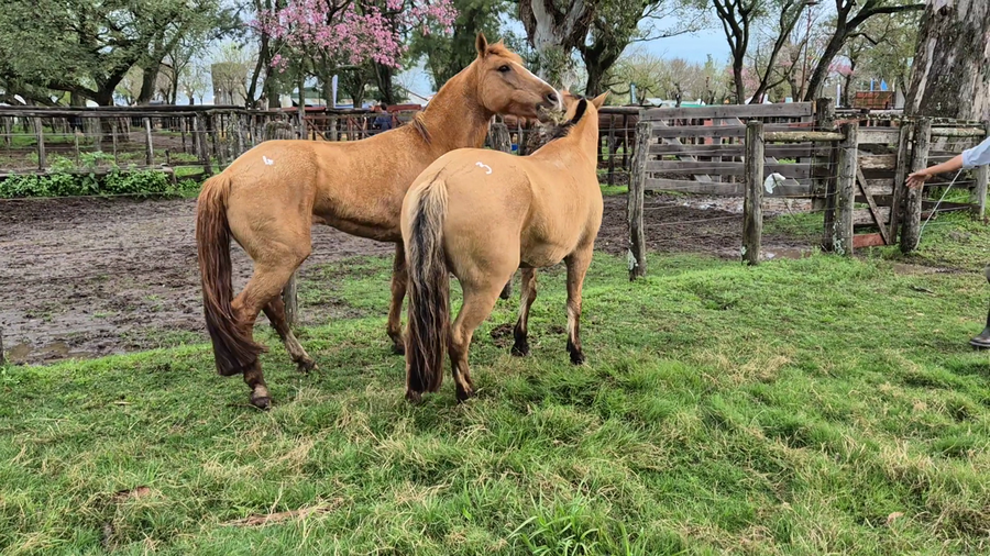 Lote 2 Yeguas Montadas en Corrientes, Curuzu Cuatia