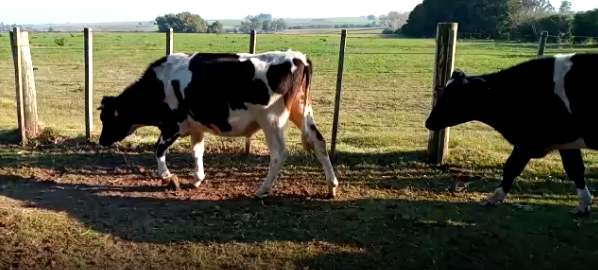 Lote 30 Novillos en Colonia