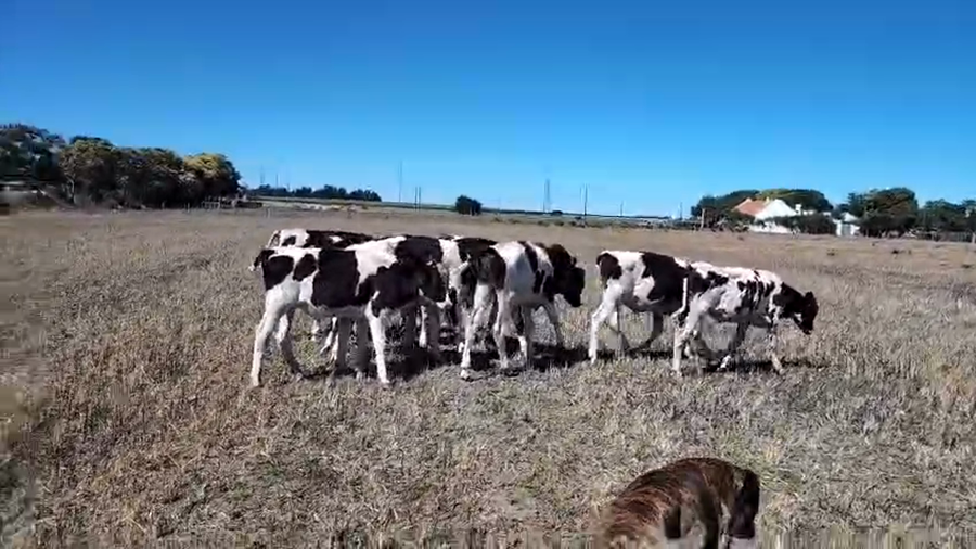 Lote 9 Terneros a remate en Ultima pantalla del año - Escritorio Camy, San José