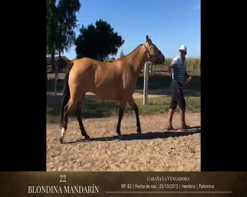 Lote Caballos a remate en 2da ESTA NOCHE BAYA, San José