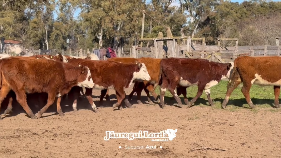 Lote 54 Terneras
