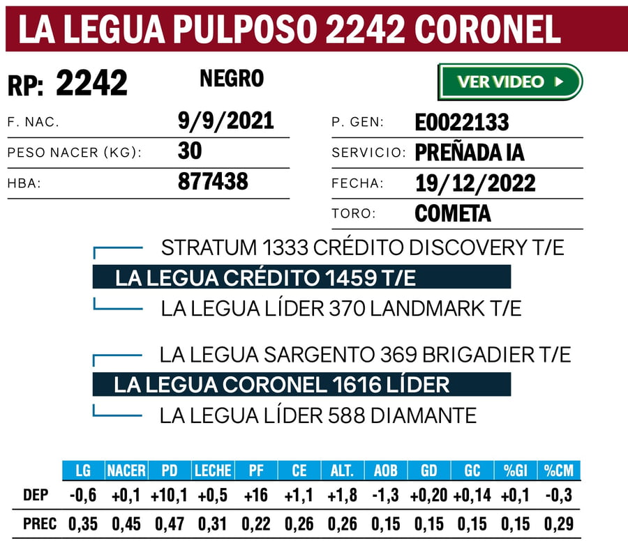 Lote VAQUILLONAS ANGUS  PP