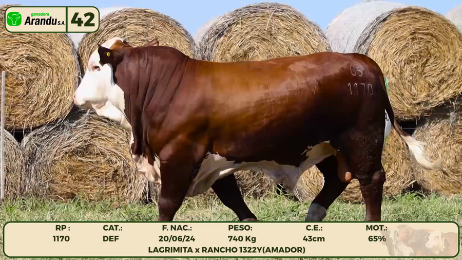 Lote LOTE 42