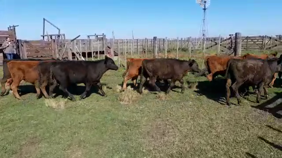 Lote 30 Terneros en Benito Juárez, Buenos Aires