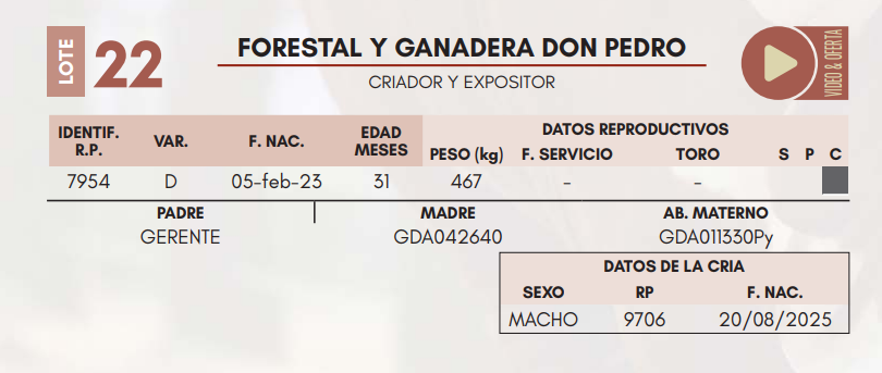 Lote LOTE 22 HEMBRAS DE CAMPO