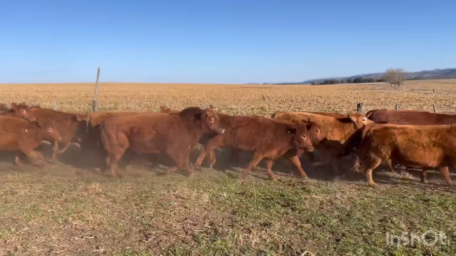 Lote 33 Vaquillonas C/ gtia de preñez en Balcarce, Buenos Aires