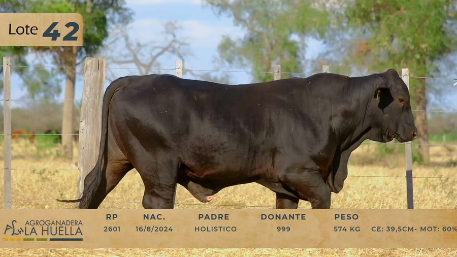 Lote LOTE 42