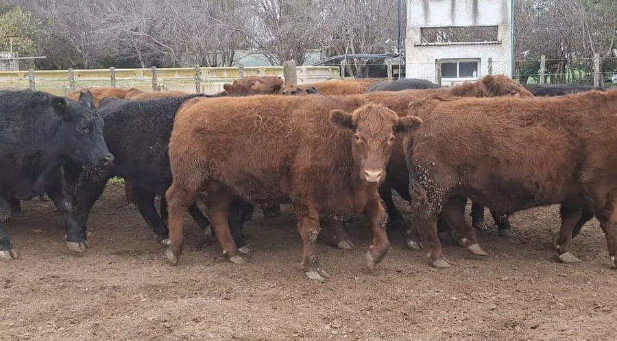 Lote 37 Novillitos Feed Lot