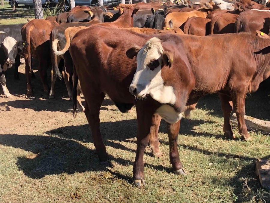 Lote 110 Terneros/as en Estanislao Del Campo, Formosa