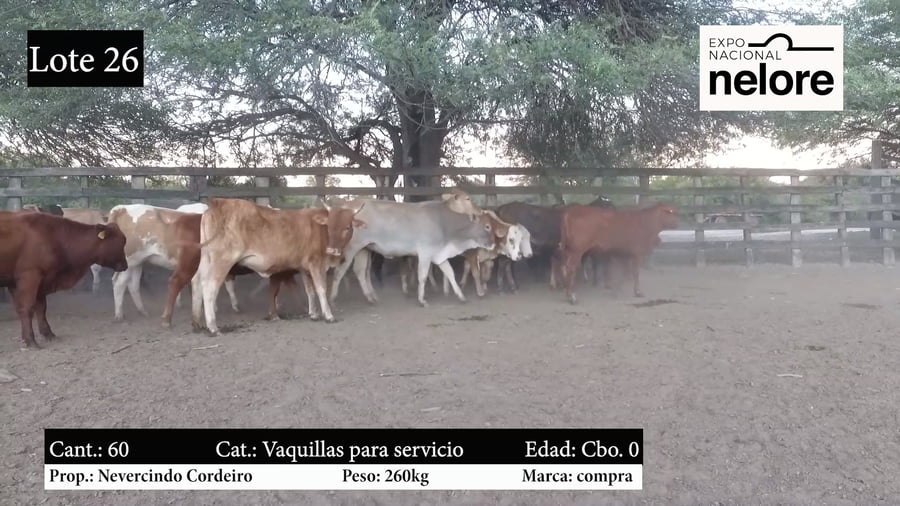 Lote Expo Nacional Invernada Nelore - Lote 26