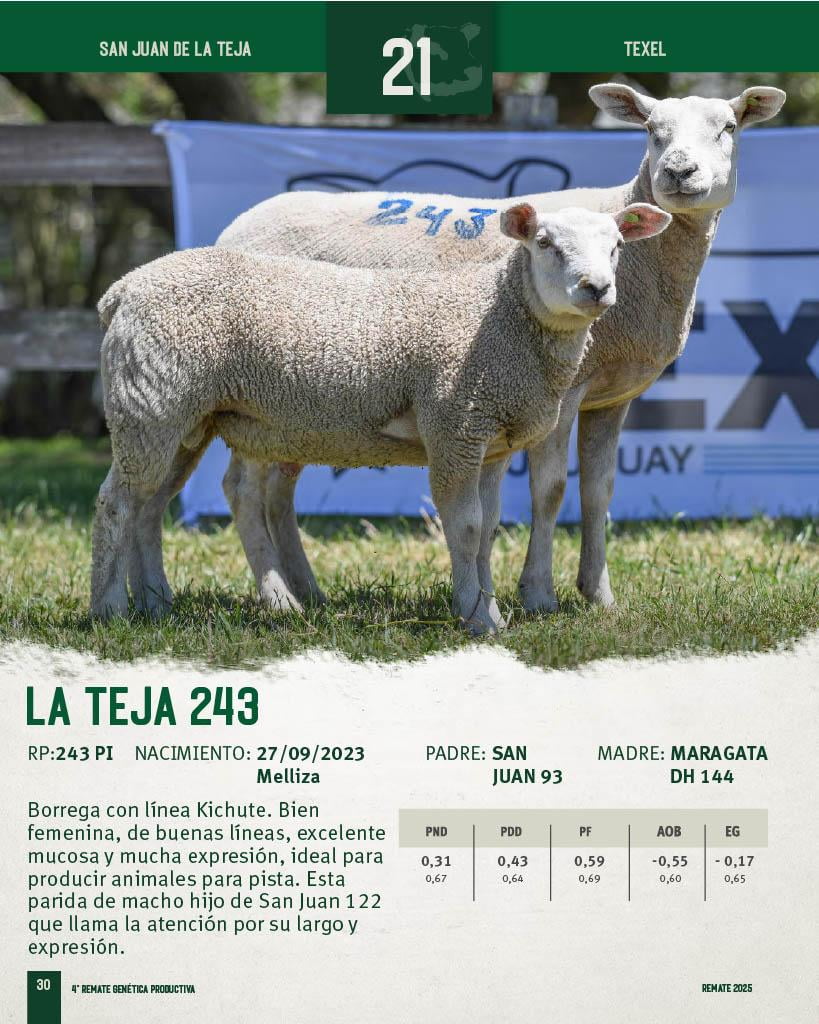 Lote Borregas a remate en 4º Genetica Productiva, San José