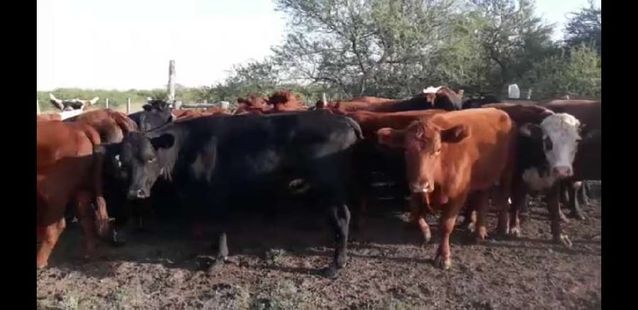 Lote 40 Novillos en Villaguay, Entre Ríos