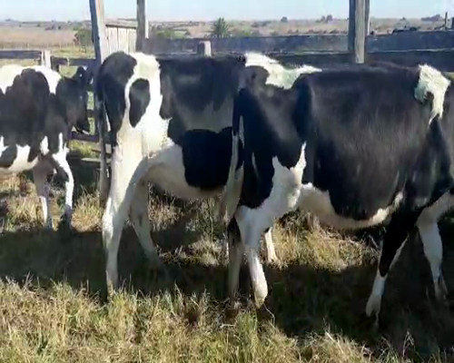 Lote 6 Vaquillonas  HOLANDO a remate en Pantalla Camy 0 - 0kg - , San José