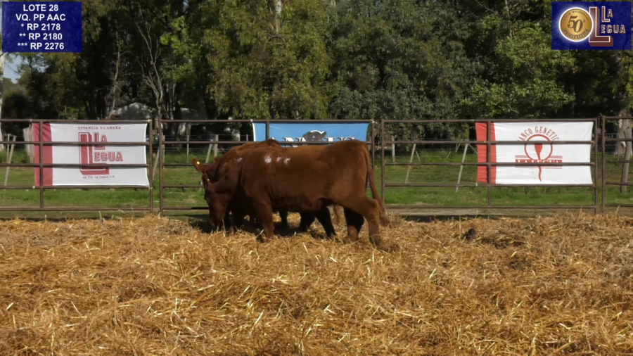 Lote VAQUILLONAS ANGUS  PP