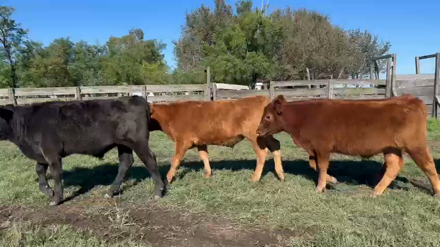 Lote 47 Terneros en Daireaux