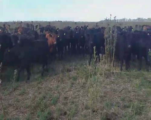 Lote 75 Novillitos en Daireaux, Buenos Aires