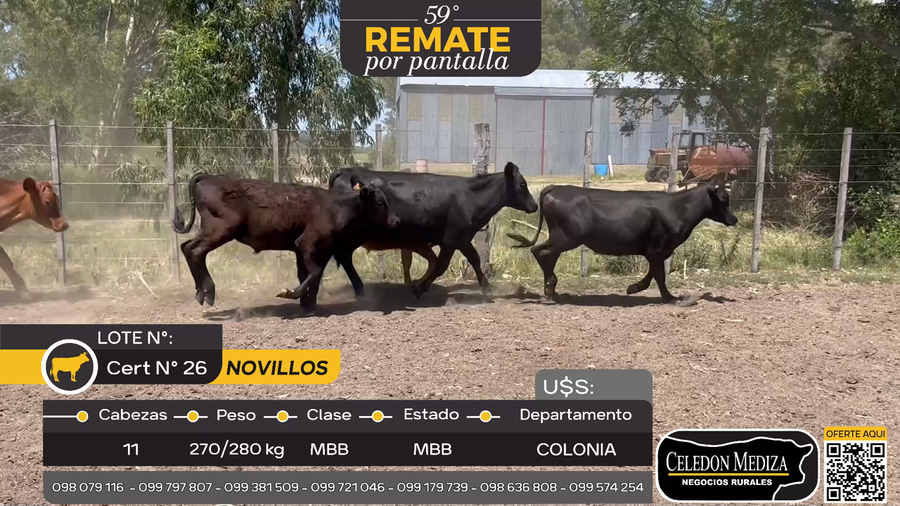 Lote 11 Novillos en Miguelete, Colonia
