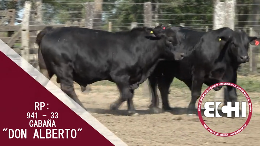 Lote TOROS BRANGUS CABAÑA DON ALBERTO