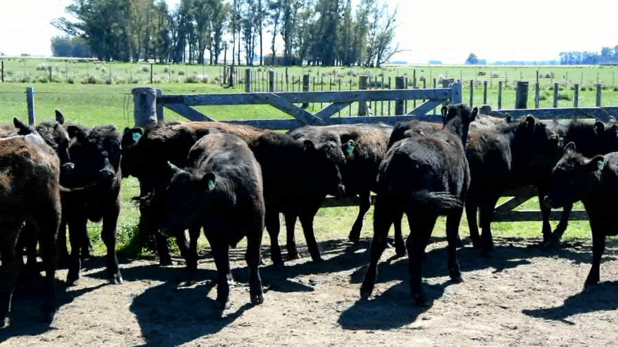 Lote Ternera seleccionada para madre