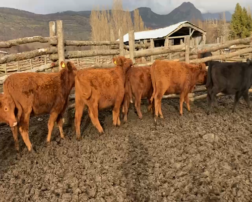 Lote 18 Vaquilla Engorda en Coyhaique, XI Región Aysén