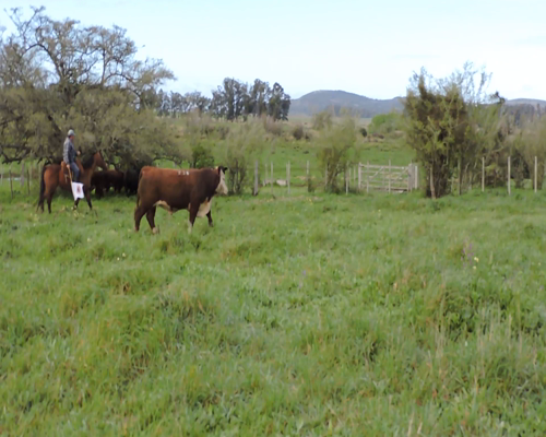 Lote RP 236 - CABAÑA EL TORIL