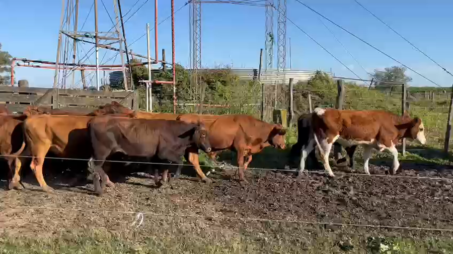 Lote 140 Novillos en Calchaquí, Santa Fe