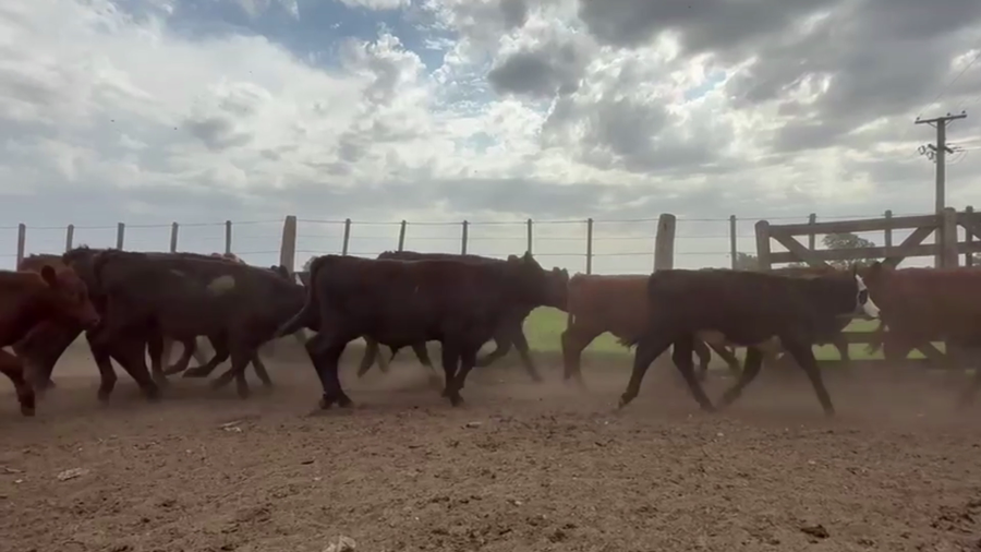 Lote 70 TERNS. MACHOS, PEHUAJO, PCIA. DE BS. AS.