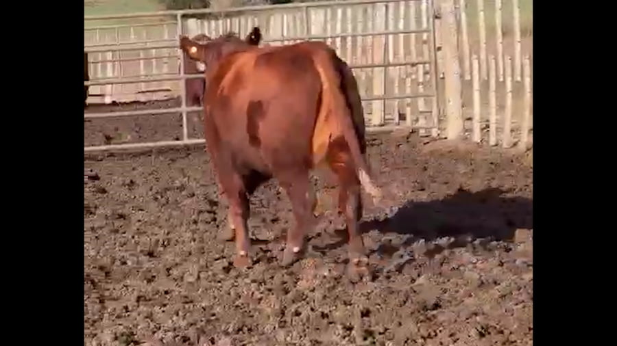 Lote 11 TOROS - 6 VACAS - 2 VAQ.